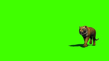 老虎行走绿屏抠像