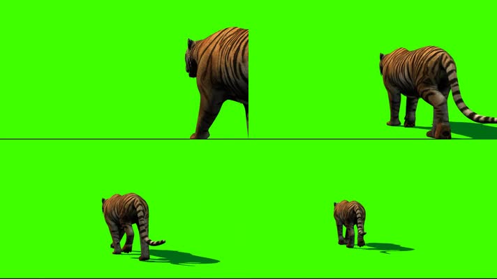 老虎行走绿屏抠像2