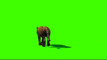 老虎行走绿屏抠像2