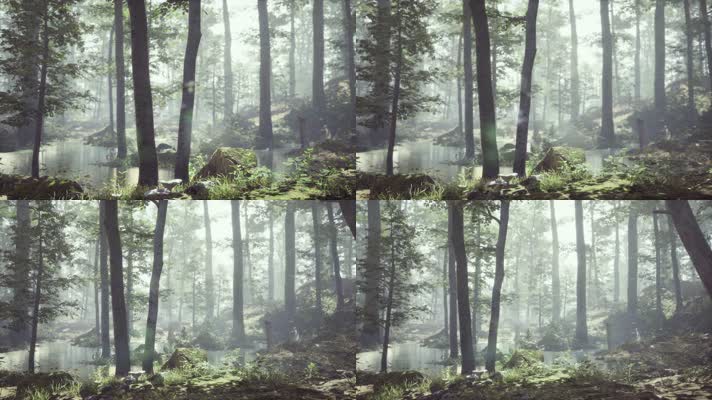 【4K】森林