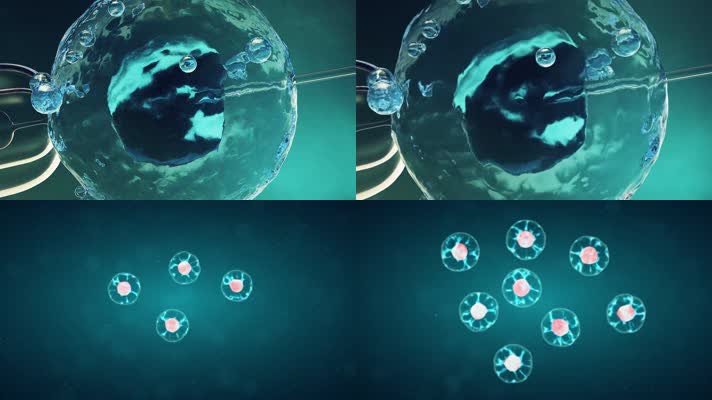 细胞核细胞分裂医学动画