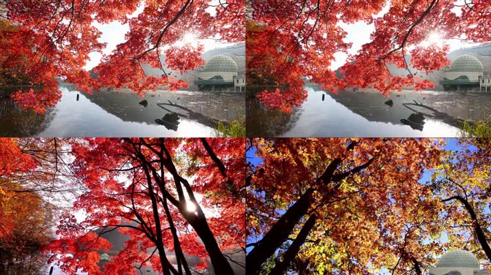 4K宁波九龙湖猴岛秋天红叶与阳光