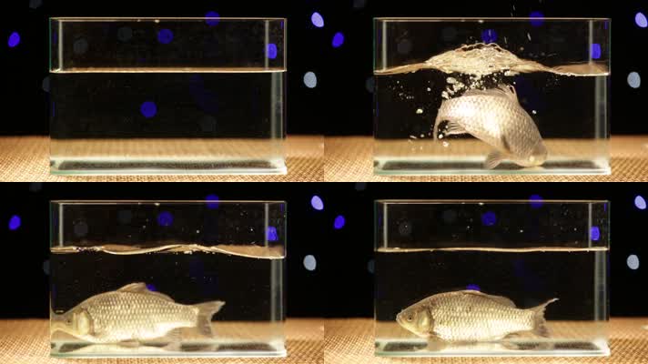 鱼缸养水中游动的鲫鱼 (4)