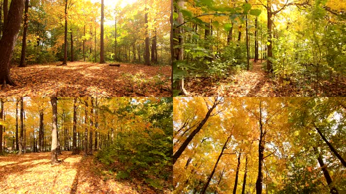 秋天森林漫步穿梭金秋季节