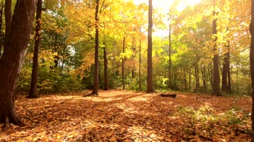秋天森林漫步穿梭金秋季节