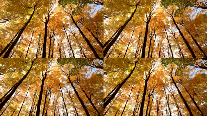 金秋季节风景秋日森林