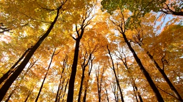 金秋季节风景秋日森林