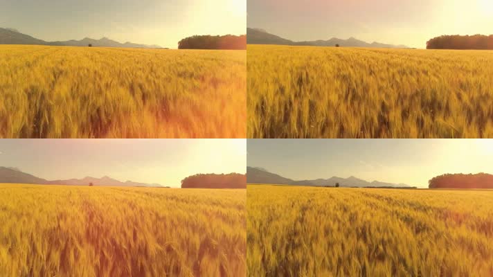 金色麦田穿梭粮食丰收季节农业素材