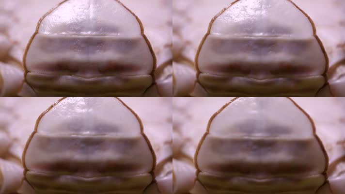 梭子蟹海蟹螃蟹 (6)