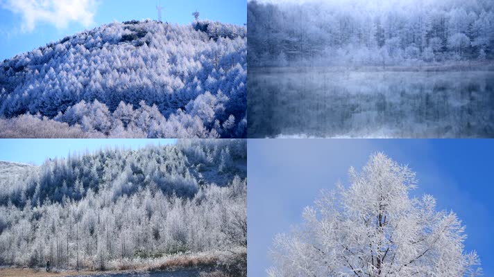 森林雪景，树木结冰，树枝挂雪