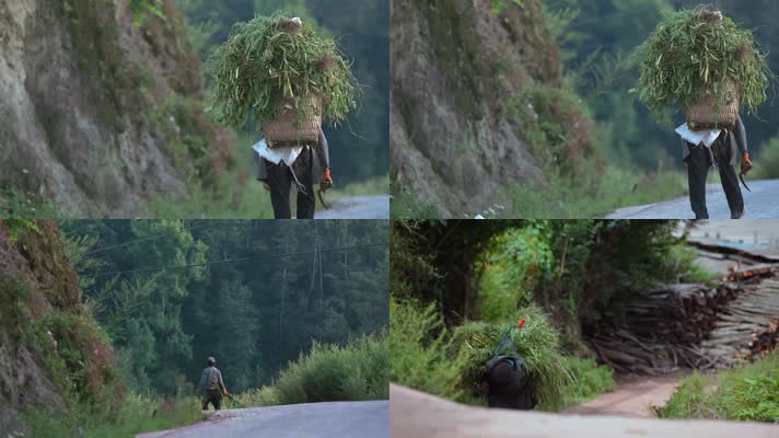 农民背草视频努力背着大捆猪草的村民
