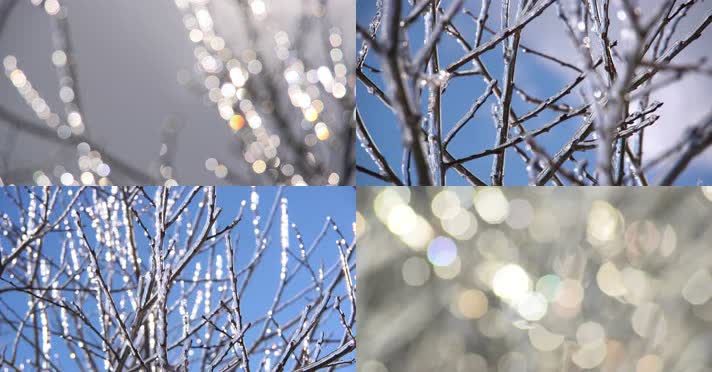 太阳阳光森林雪景，树木结冰，树枝挂雪