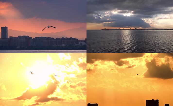 海边城市，海鸥飞行，日落夕阳