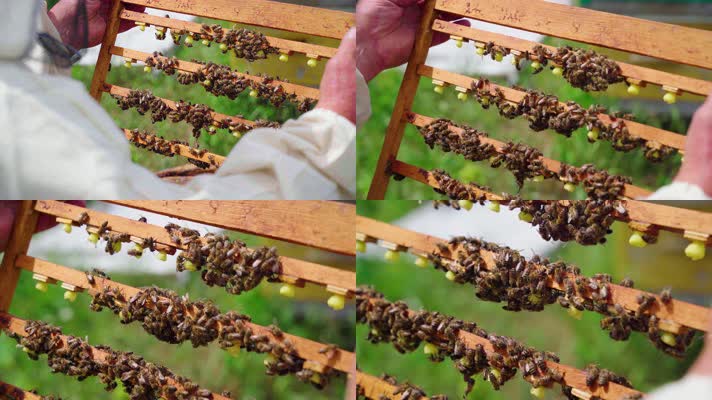 蜜蜂蜂巢采蜜