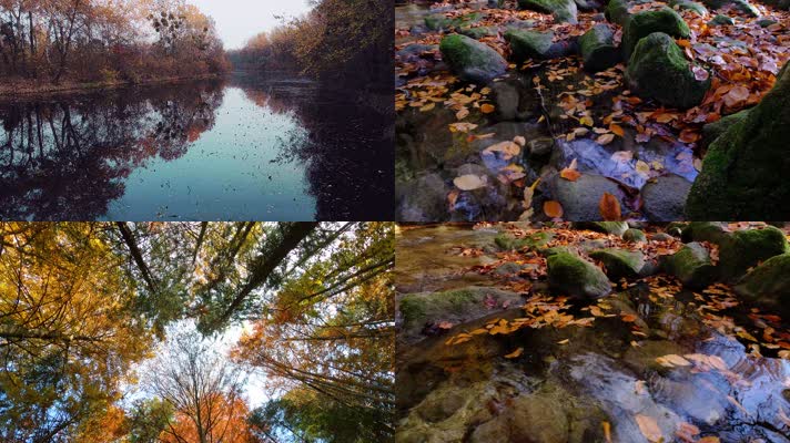 秋天枫叶落叶小河流水