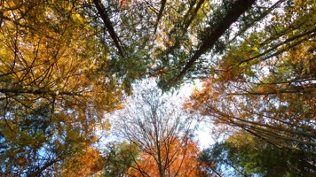 秋天枫叶落叶小河流水