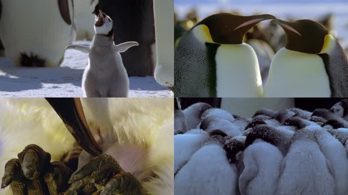 小企鹅 企鹅 北极熊 动物 冰冷寒冬