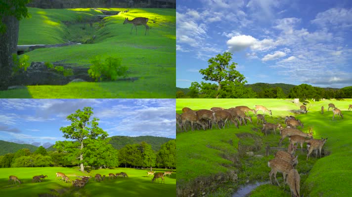 梅花鹿哺乳动物鹿苑鹿园特写