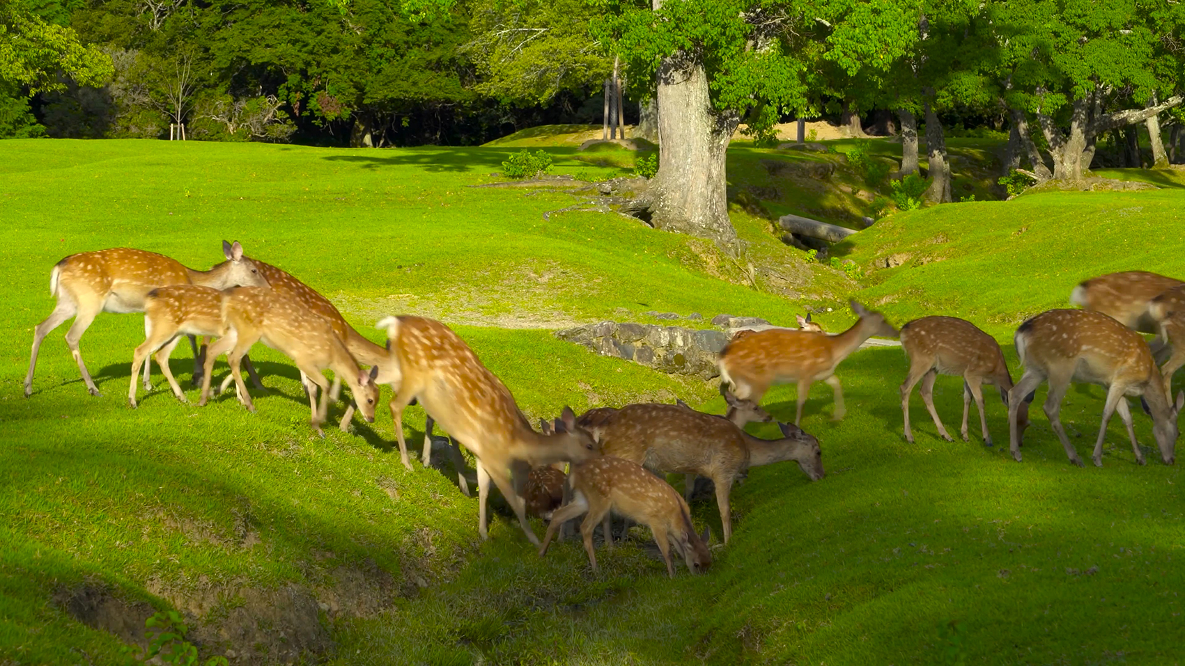 梅花鹿哺乳动物鹿苑鹿园特写