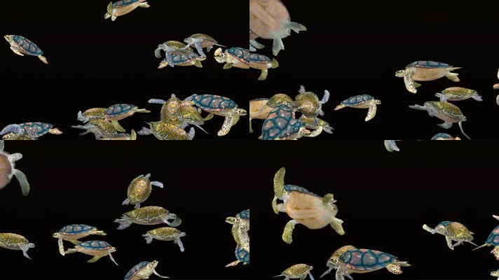 全息海龟群 全息海龟群