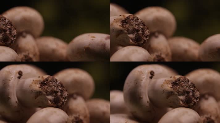 白蘑菇口蘑 (10)