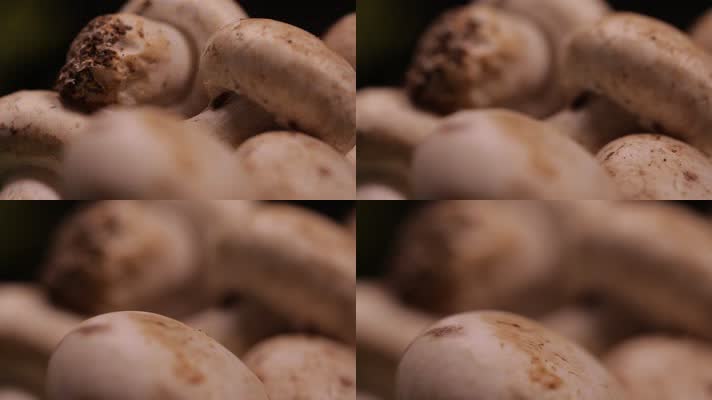 白蘑菇口蘑 (6)