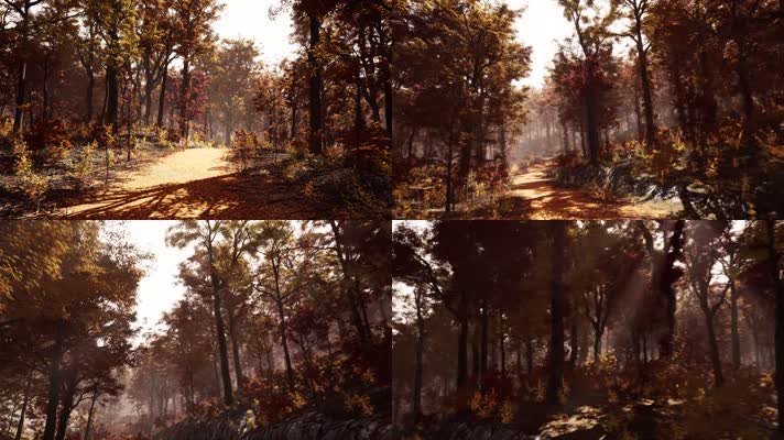 【4K】秋日森林