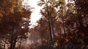 【4K】秋日森林