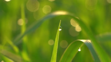 清晨水珠露水清新空气绿色小清新特写