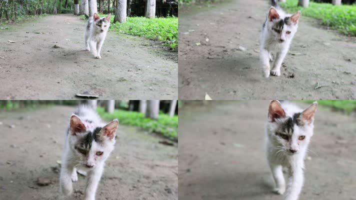 4K 流浪猫奔跑慢动作