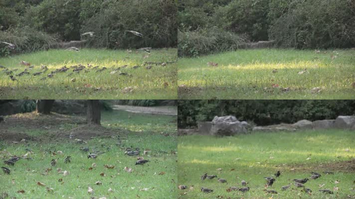 群鸟在草坪上捕食素材