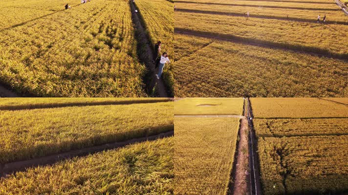 金色稻田小麦丰收航拍素材