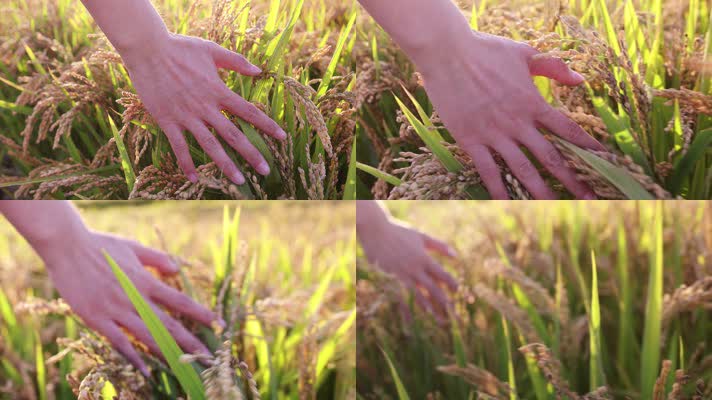 夕阳下手指抚摸水稻麦穗行走