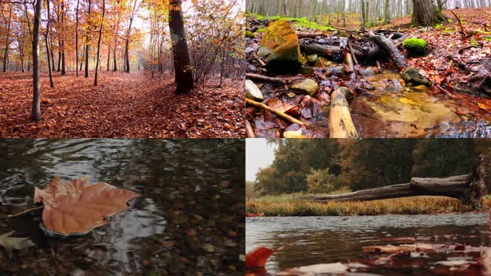 唯美金秋季节森林秋色