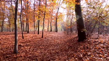 唯美金秋季节森林秋色