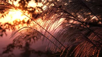 唯美秋天逆光芦苇摇曳秋景日落夕阳剪影 唯美秋天逆光芦苇摇曳秋景日落夕阳剪影