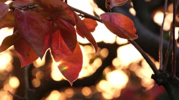 逆光唯美秋天落叶秋叶枯叶浪漫意境空镜宣传