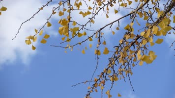 秋天树叶遍地银杏叶秋日物语生态环境