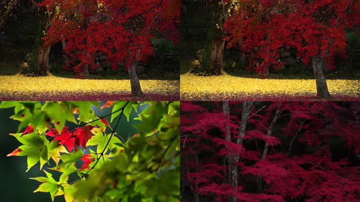 唯美秋意红叶枫叶浪漫银杏叶生态环境特写