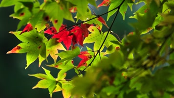 唯美秋意红叶枫叶浪漫银杏叶生态环境特写