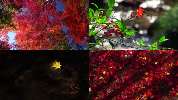 唯美水中落叶红叶枫叶浪漫秋意美丽季节