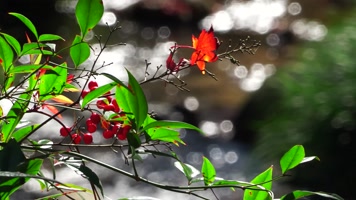 唯美水中落叶红叶枫叶浪漫秋意美丽季节