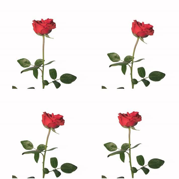 情人节七夕带透明通道单只红玫瑰花视频素材