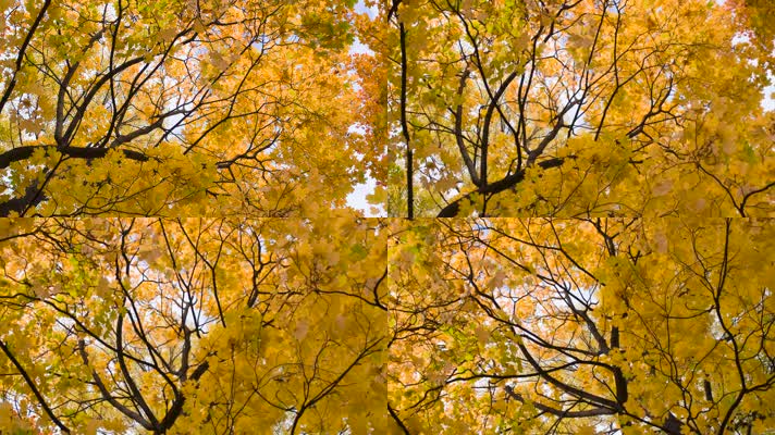 仰拍旋转秋天树林