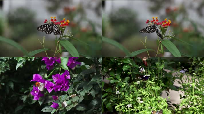 慢镜头蝴蝶飘舞于花间叶隙2