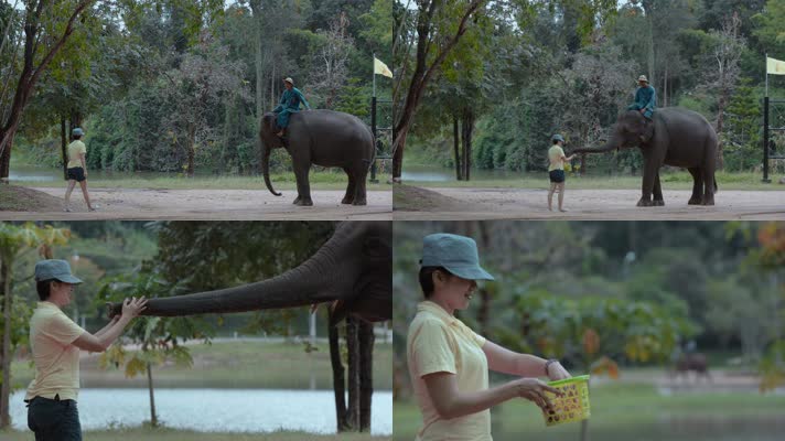 泰国旅游视频泰国大象园游客给大象喂食物