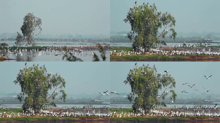 飞鸟视频东南亚野外湿地成群的飞鹤