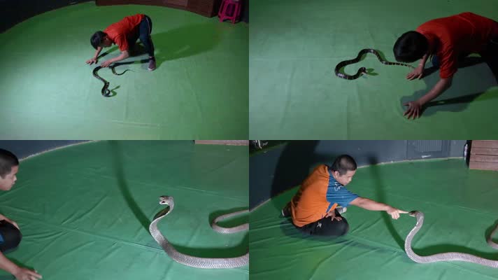 泰国旅游视频泰国驯蛇表演眼镜蛇