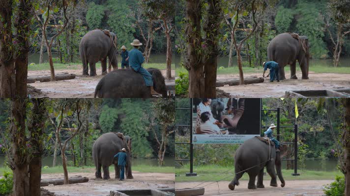 泰国旅游视频泰国大象园大象拖拉木头表演