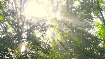 森林光线光影变化阳光光芒万物复苏生态宣传 森林光线光影变化阳光光芒万物复苏生态宣传